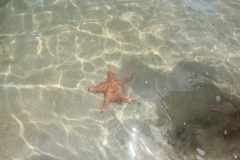 Starfish Beach