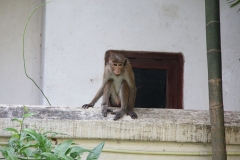 Monkey business  at Kandy Green View Bungalow